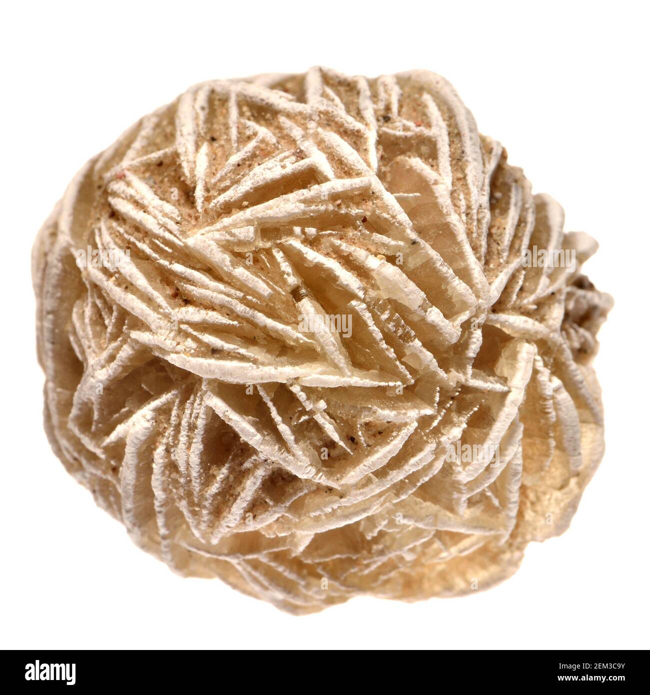 Rosa del Deserto - barite (solfato di bario) Foto Stock