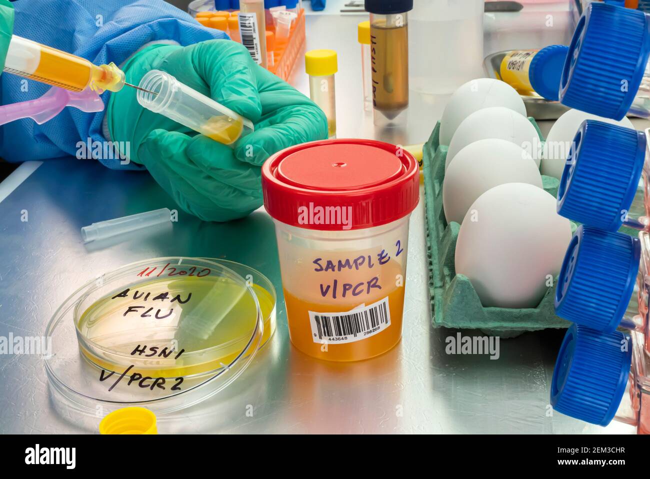 Campionamento scientifico di uova in cattive condizioni, analisi dell'influenza aviaria nell'uomo, immagine concettuale Foto Stock