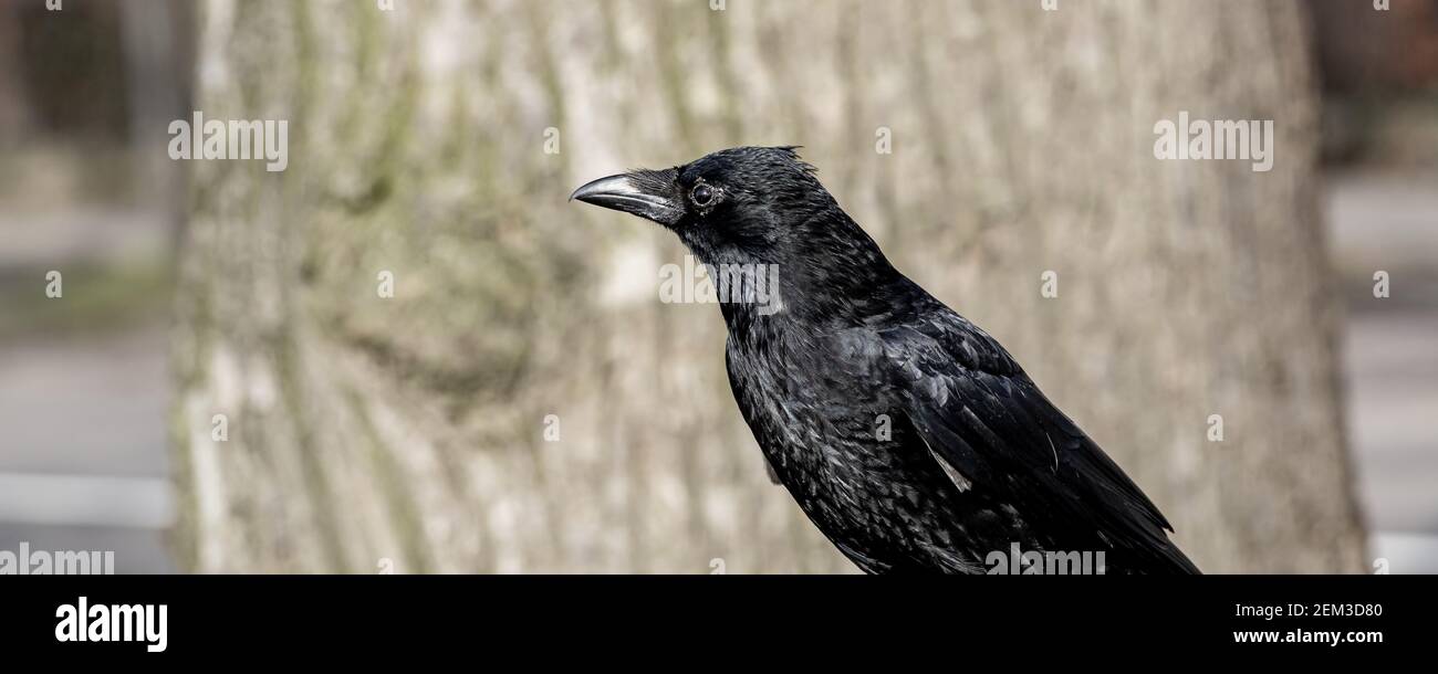 Banner in bianco e nero con Blackbird o raven nel città Foto Stock