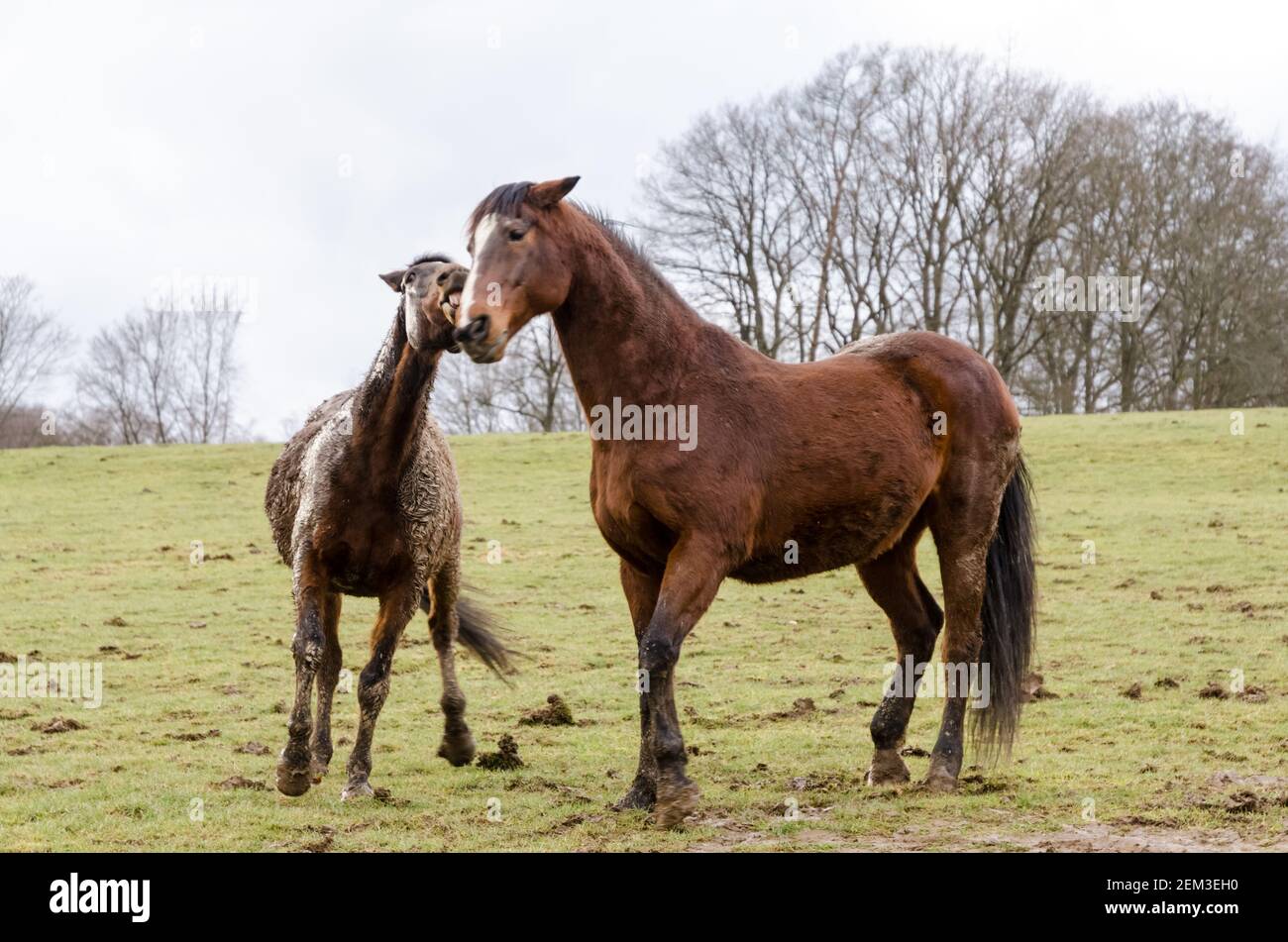 Giocosi cavalli purosangue (Equus ferus caballus), giocando e mordendo su un pascolo in campagna, pelliccia fangosa, Germania, Europa Foto Stock