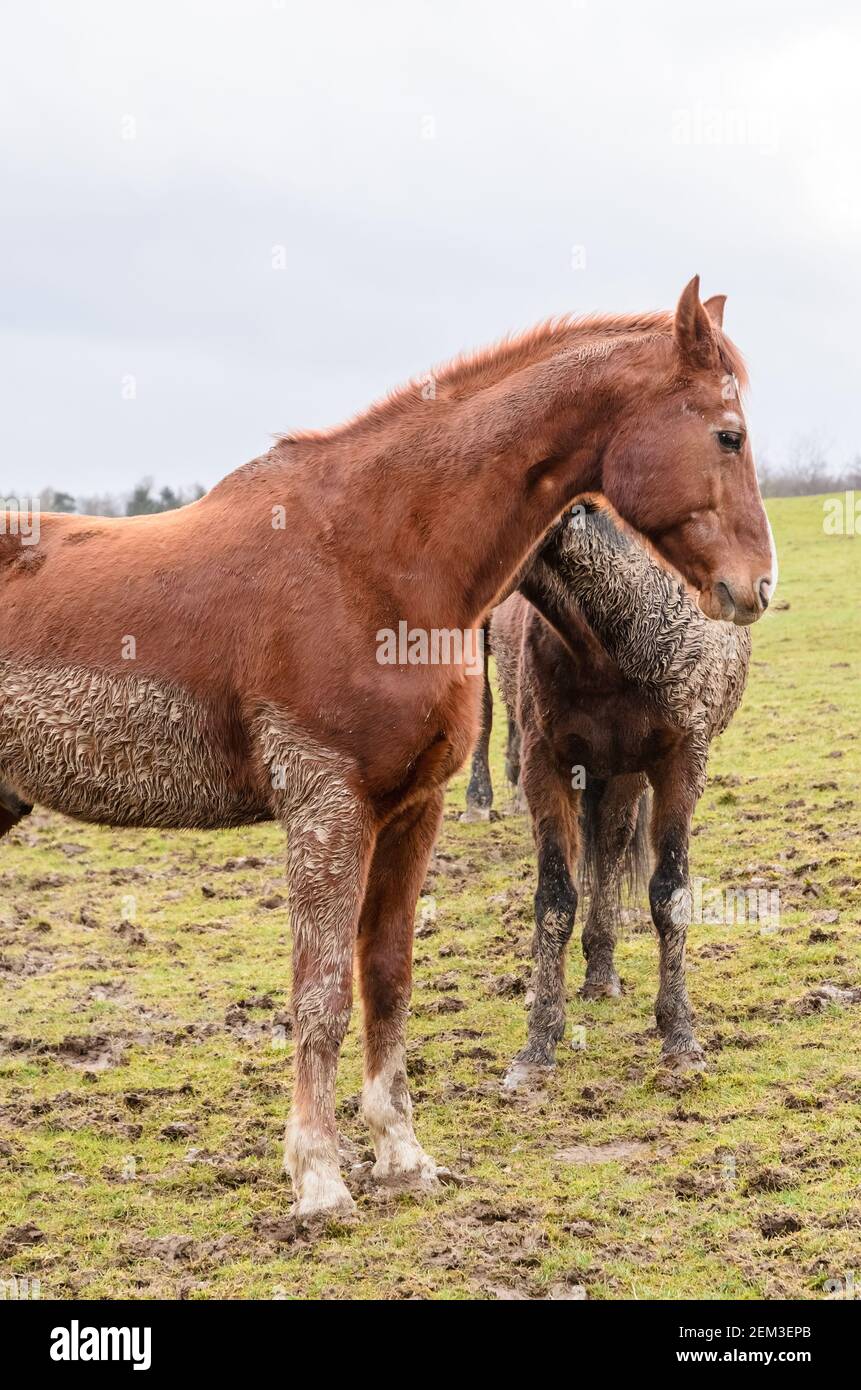 Cavalli purosangue domestici bruni (Equus ferus caballus), in piedi e pascolando su un pascolo in campagna, pelliccia fangosa, Germania, Europa occidentale Foto Stock