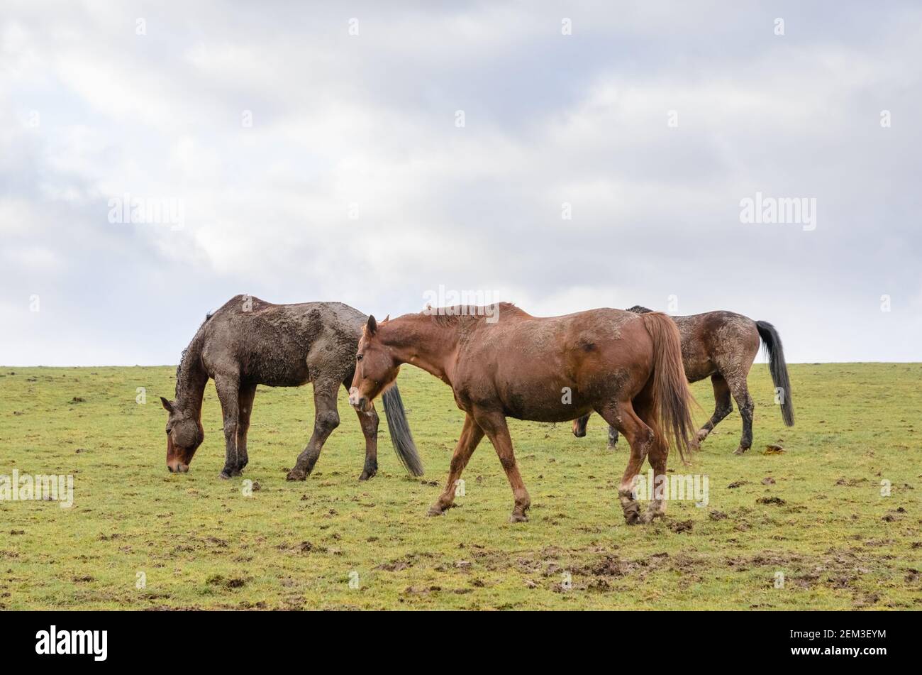 Cavalli purosangue domestici bruni (Equus ferus caballus), in piedi e pascolando su un pascolo in campagna, pelliccia fangosa, Germania, Europa occidentale Foto Stock