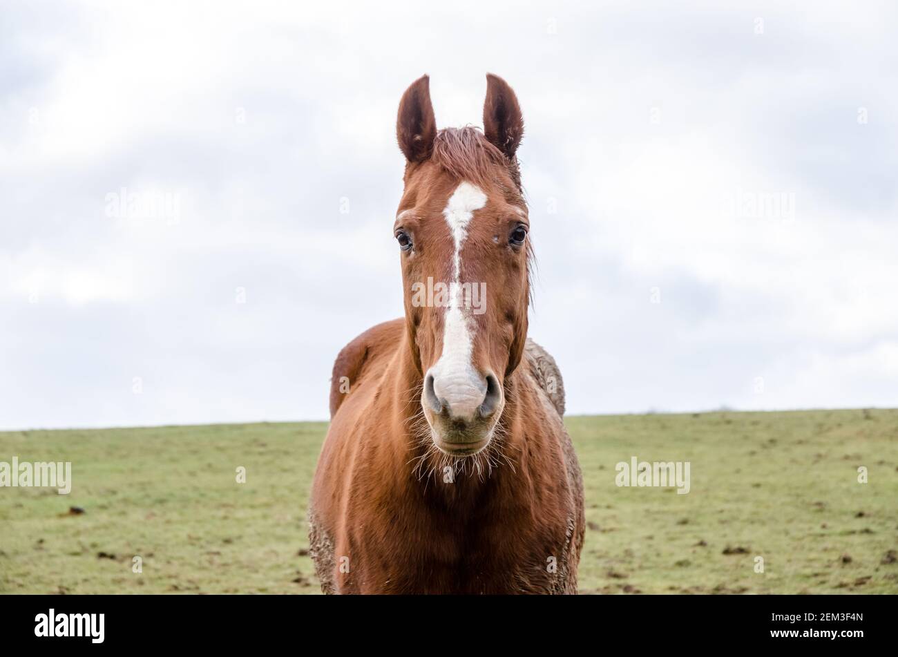 Vista frontale ritratto di un cavallo bruno domestico con striscia bianca sulla fronte, guardando direttamente la macchina fotografica, su un pascolo in Germania Foto Stock