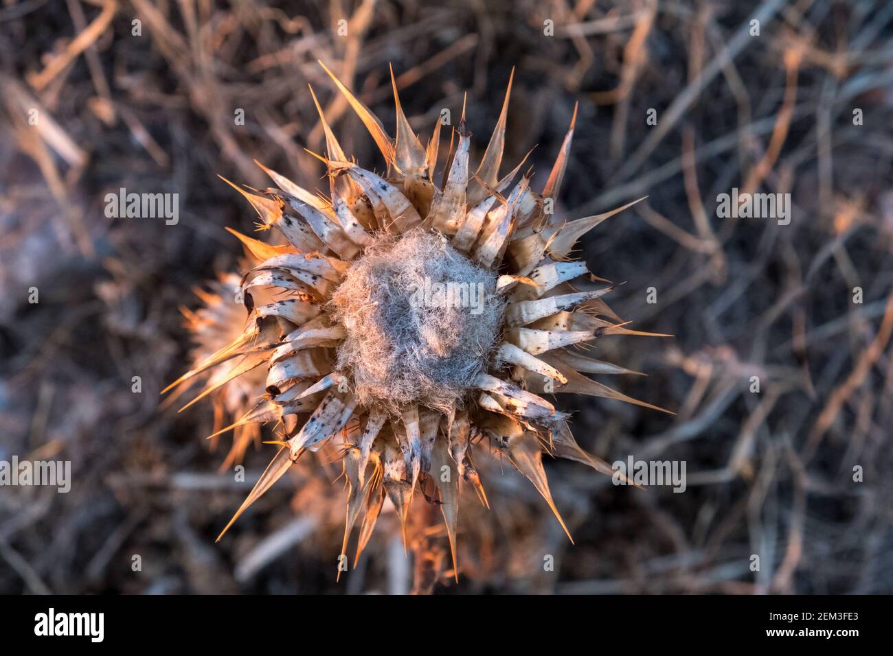 Tistola di latte mediterranea (Silybum marianum) essiccata dal calore estivo Foto Stock