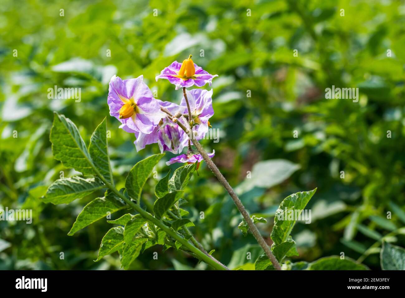 Una pianta di patata produce fiori, e poi frutti verdi contenenti semi, per riprodurre e fiori di patata assomiglia molto al fiore di pomodoro Foto Stock