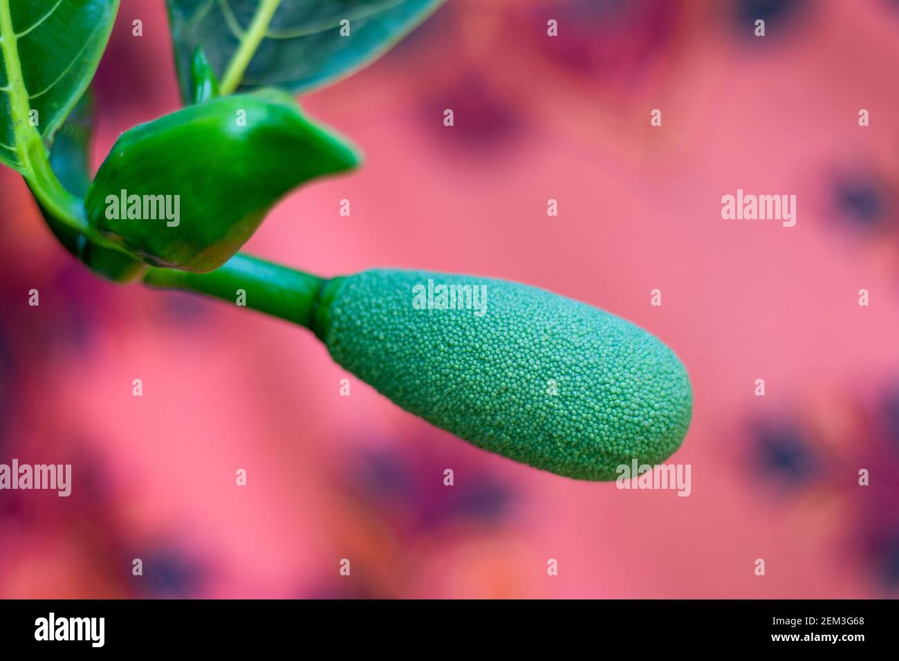 I fiori di Jackfruit crescono dal tronco su steli corti. I fiori maschi si trovano più in alto sull'albero sopra i fiori femminili Foto Stock