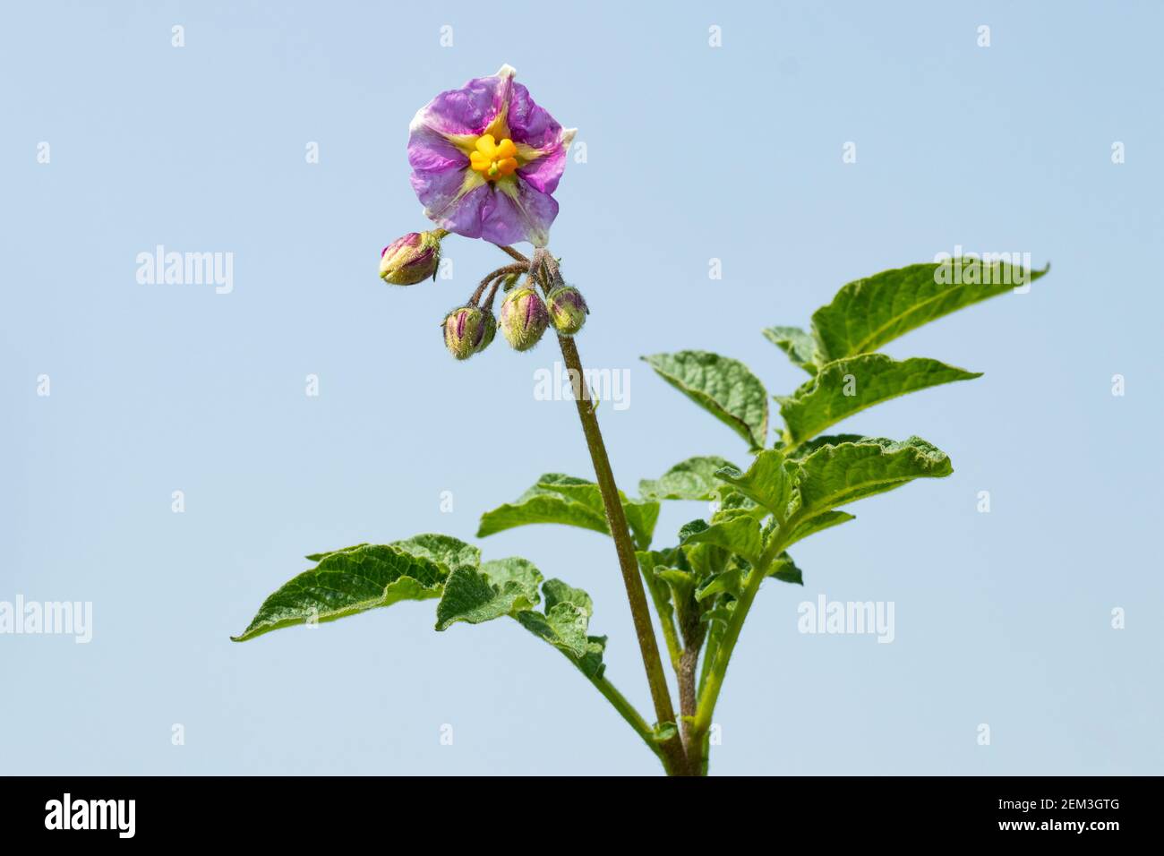 Fiori di patata come una pianta di patata crescente si avvicina alla maturità, produce i fiori. Incidentalmente, alcuni di questi fiori sono realmente molto attraenti Foto Stock