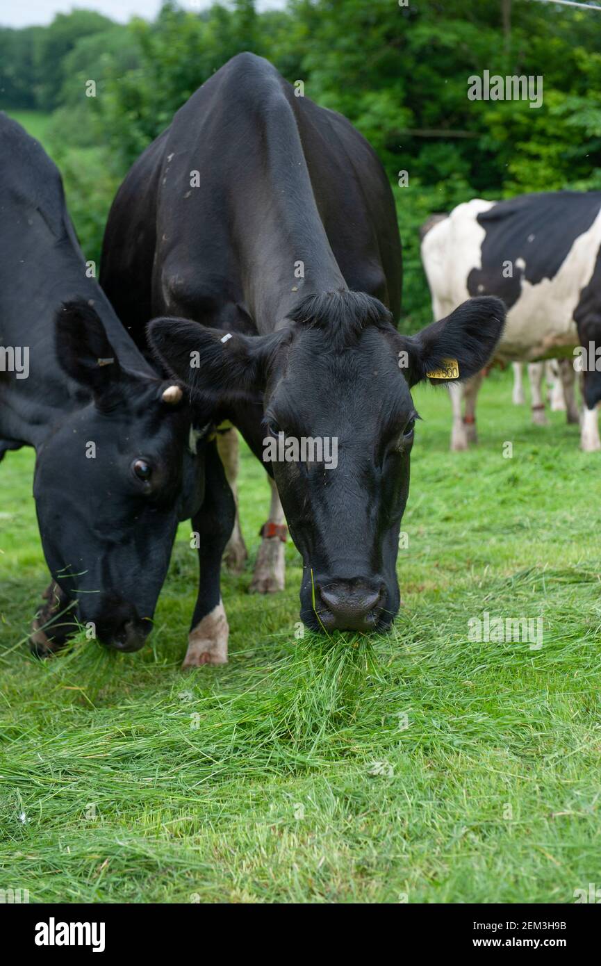 mucche da latte che mangiano erba da vicino Foto Stock