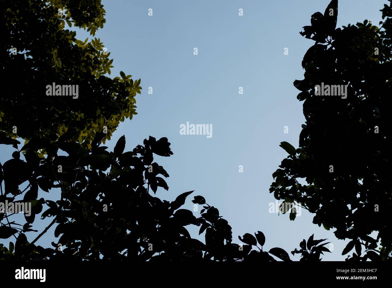 La semplice foglia a stelo su un peduncolo blu luminoso con una foglia e un primo piano di foglie secche su ramo Foto Stock La semplice foglia a stelo su un peduncolo blu luminoso con una foglia e un primo piano di foglie secche su ramo Foto Stock