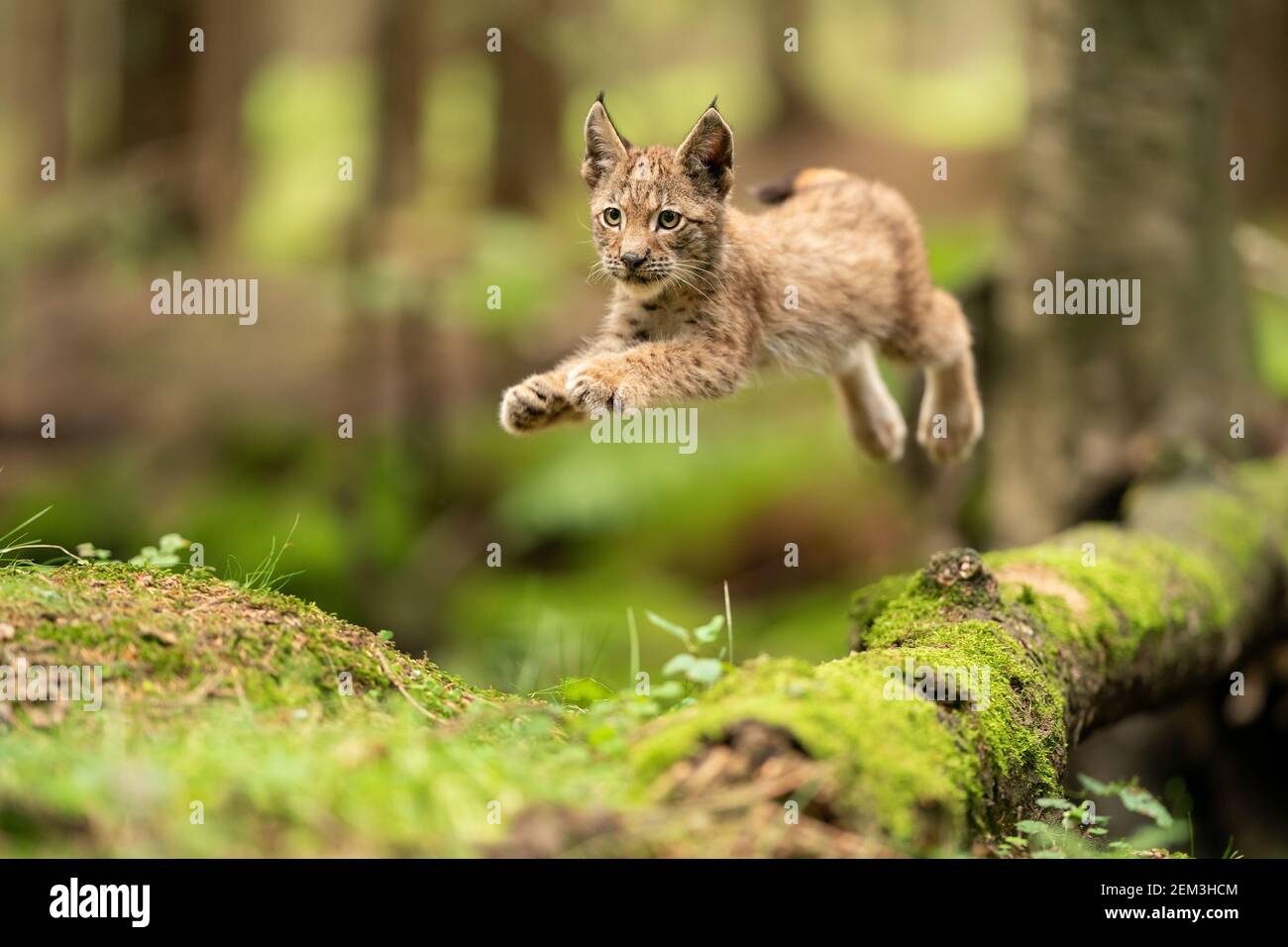 Lynx cucciolo saltando dal tronco di albero mussoso caduto. Azione animale shot. Salto congelato. Foto Stock