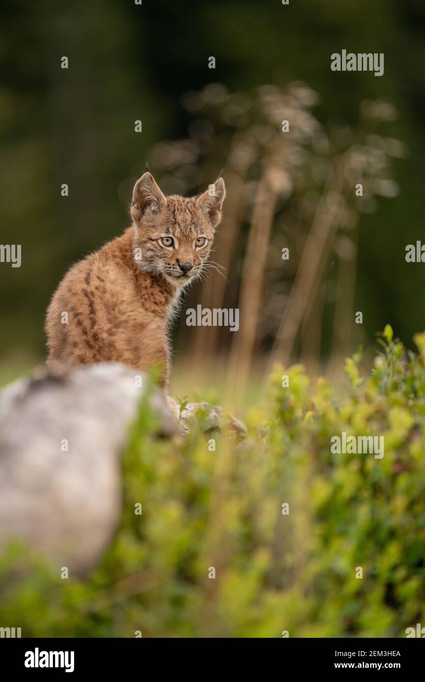 Piccolo cucciolo di lync seduto a terra con bella erba e dintorni di mirtillo Foto Stock