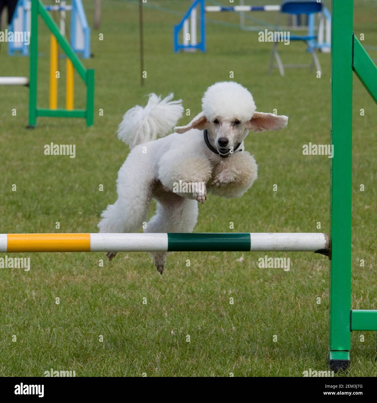 il piccolo poodle fa agilità Foto Stock