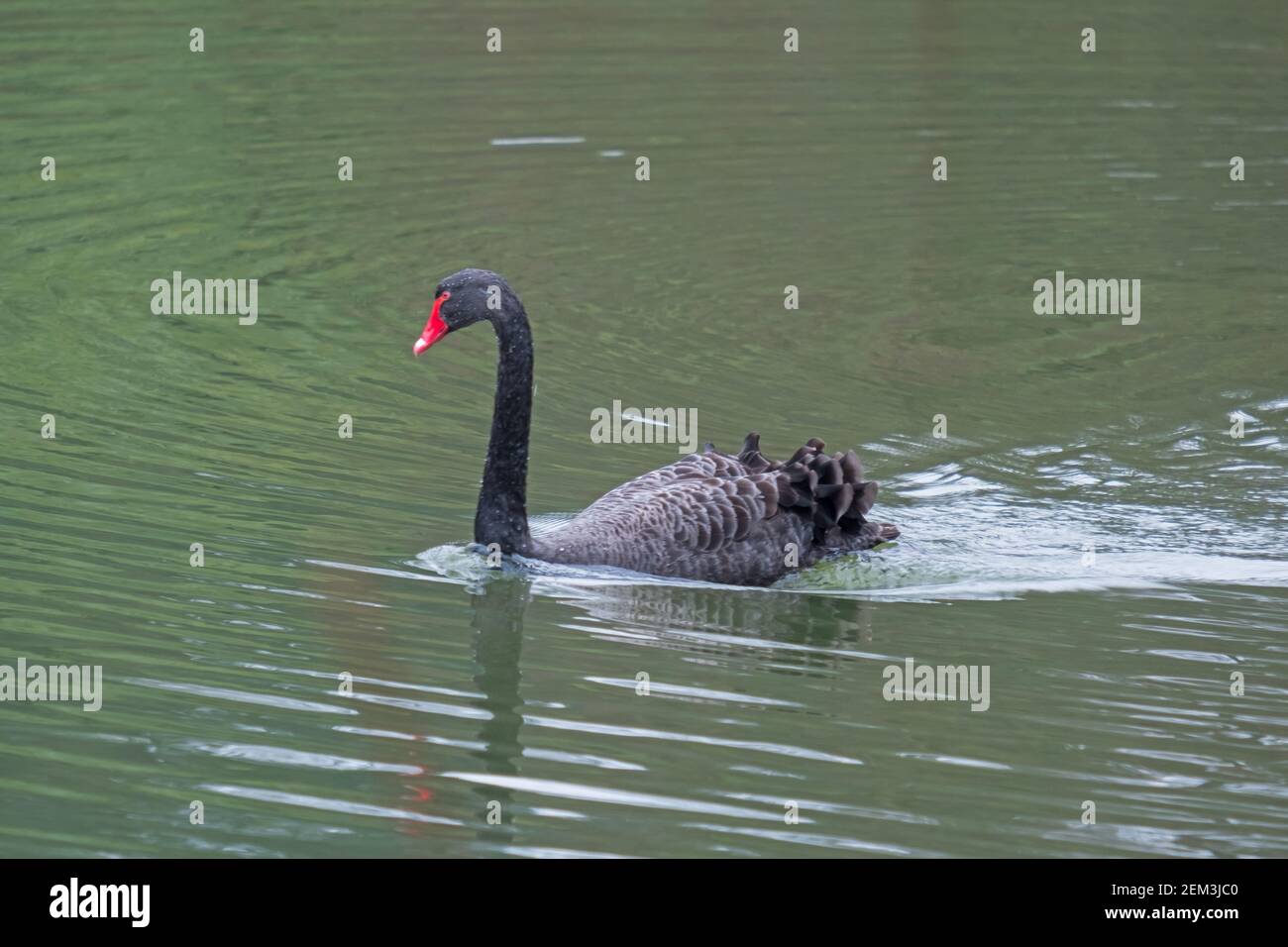 Scarso cigno nero che nuota attraverso un lago a Woburn, Inghilterra Foto Stock