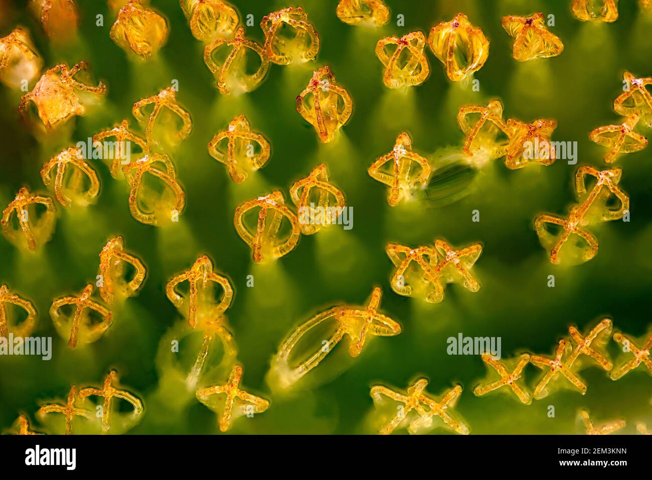 Alga gigante salvinia kariba (Salvinia molesta), peli sulla parte superiore di una foglia, effetto Salvinia, microscopio ottico, ingrandimento x12 relativo a 35 mm Foto Stock