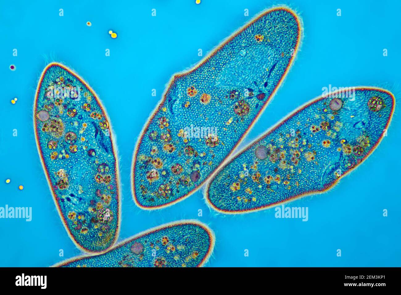 Animalcules Slipper (Paramecium caudum), immagine MRI a contrasto di fase, ingrandimento x80 correlato a 35mm, Germania Foto Stock
