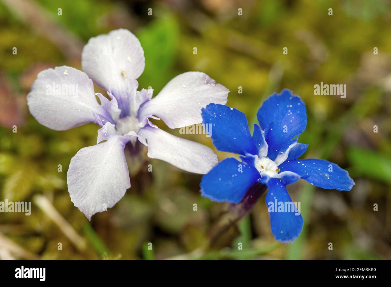Genziana primaverile (Gentiana verna), fiori bianchi e blu, Germania, Baden-Wuerttemberg Foto Stock