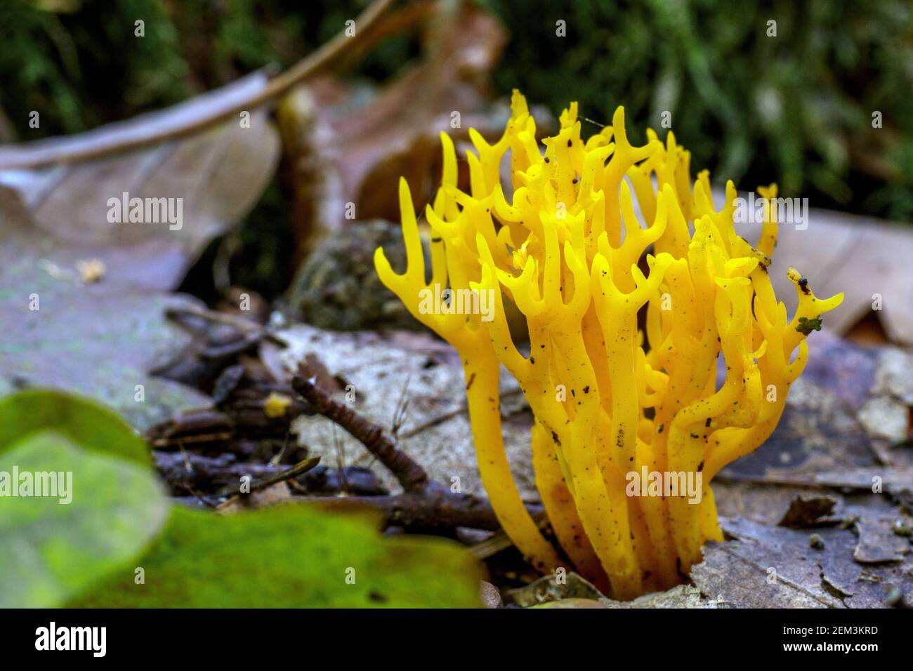 Corno giallo, scorza gialla (Calocera viscosa, Tylophilus fellus), corpo fruttato, vista laterale, Germania, Baden-Wuerttemberg Foto Stock