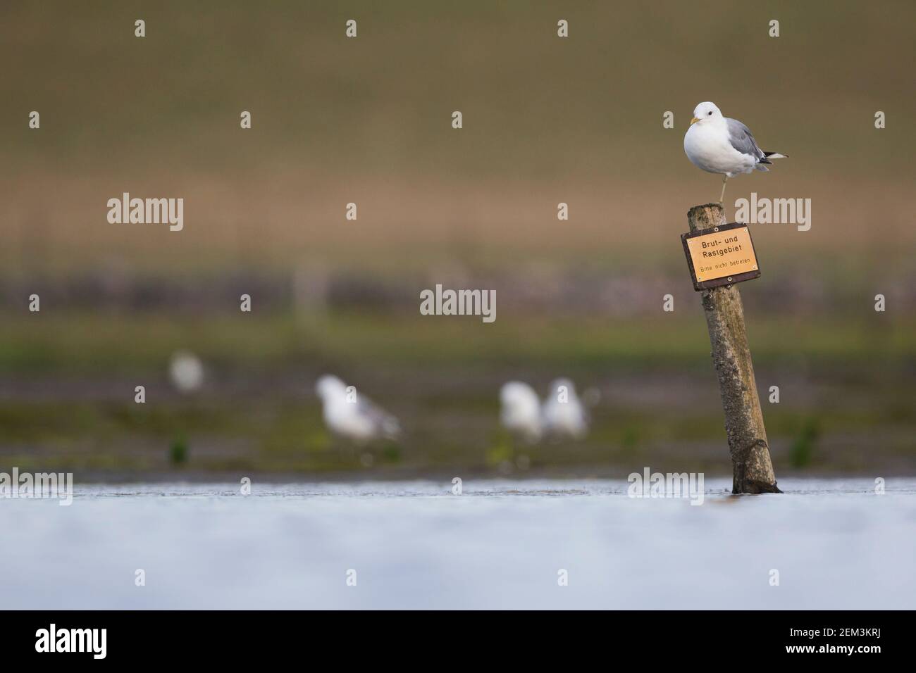 Mew gull (Larus canus), adulto appollaiato sul segno della riserva naturale nel Mare di Wadden, Germania Foto Stock