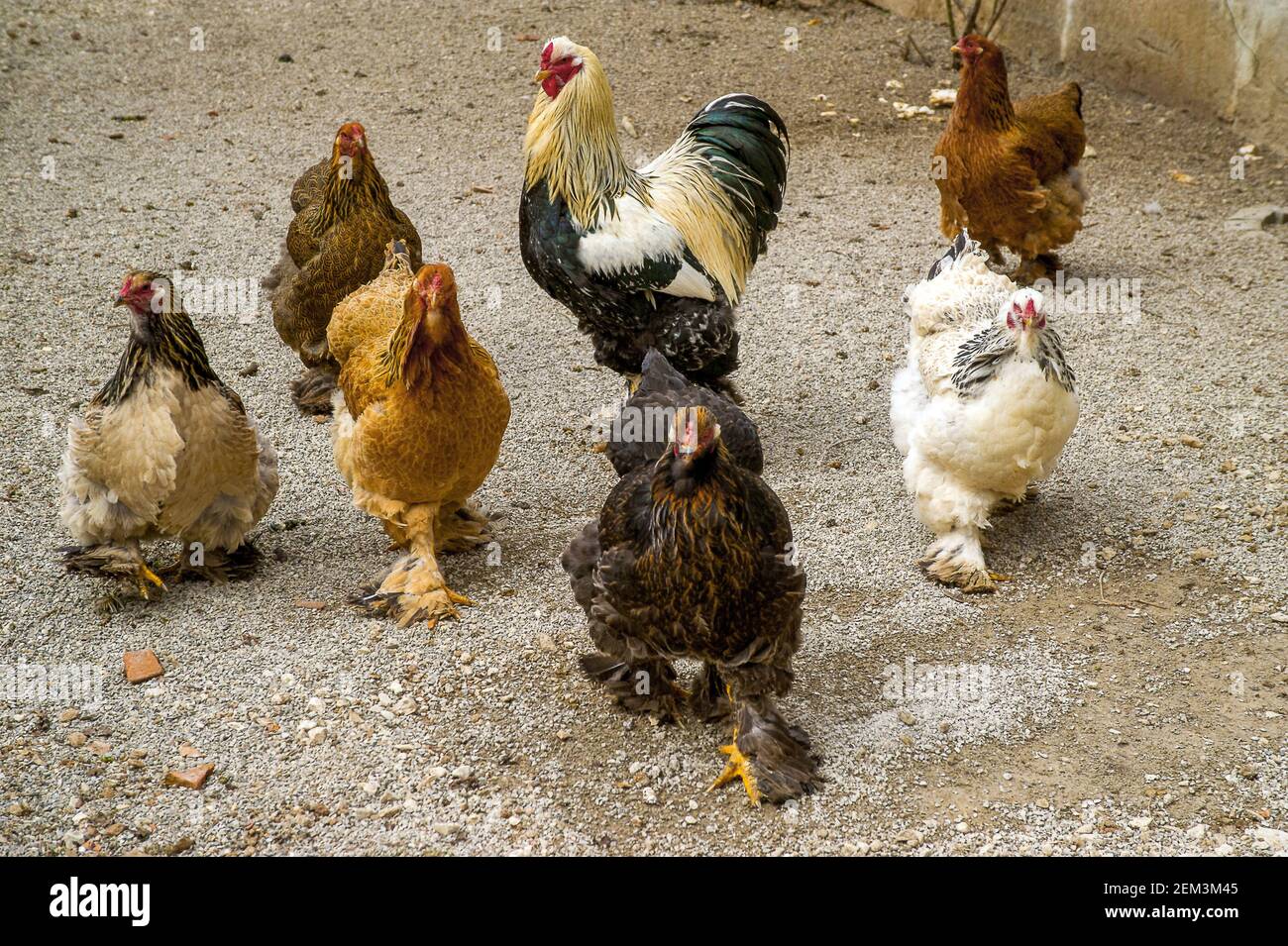 Brahma, pollo alla Brahma (gallus gallus F. domestica), pollo con piedi svasati, colori diversi, Germania Foto Stock