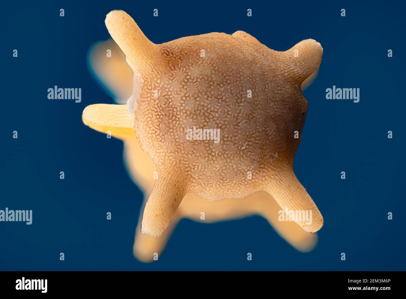 Foraminiferan, foram (spec. Calcarina), immagine al microscopio ottico, ingrandimento: x10 relativo a 36mm, Germania Foto Stock