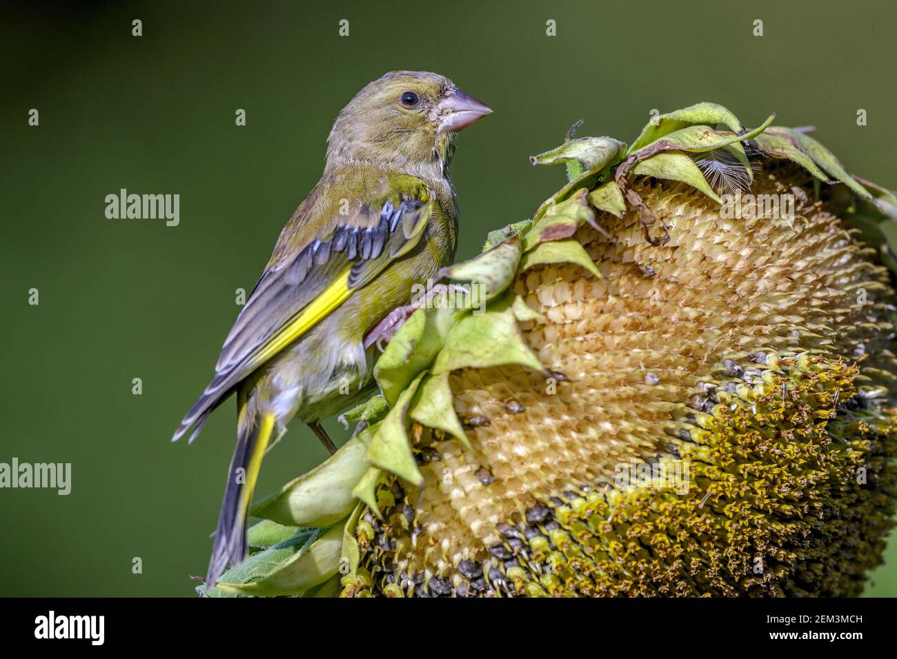 Verdino occidentale (Carduelis chloris, Chloris chloris), maschio ad un girasole, Germania, Baden-Wuerttemberg Foto Stock