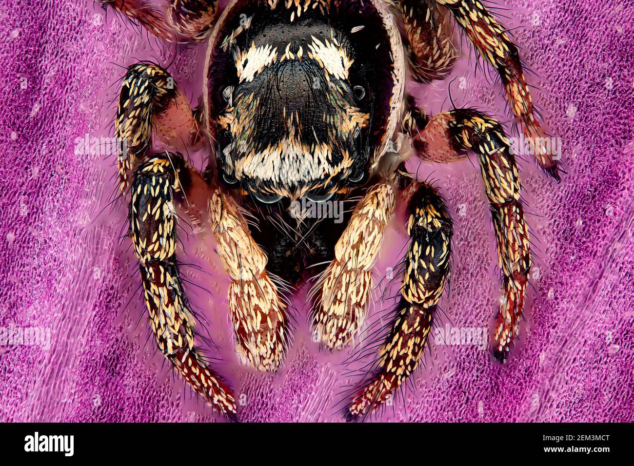 Ponticello zebra (Salticus scenicus), ritratto di un ponticello zebra, immagine macro, ingrandimento x20 relativo a 35 mm, Germania Foto Stock