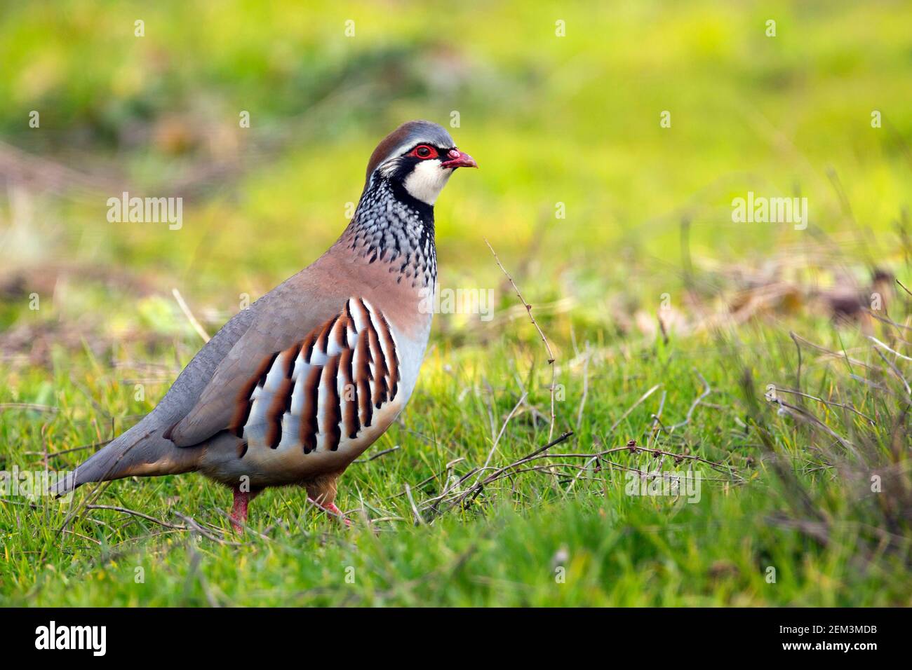Pernice spagnolo a zampe rosse (Alectoris rufa hispanica, Alectoris hispanica), passeggiate in un prato, Spagna Foto Stock