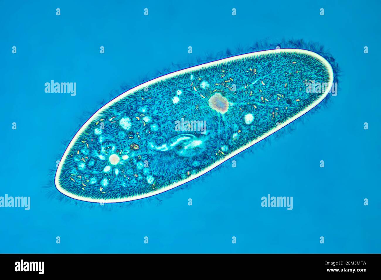 Animalcules Slipper (Paramecium caudum), immagine MRI a contrasto di fase, ingrandimento x80 correlato a 35mm, Germania Foto Stock