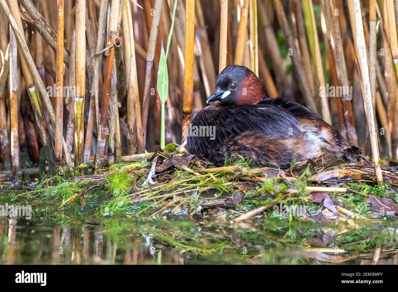 Piccolo grembo (Podiceps ruficollis, Tachybaptus ruficollis), allevamento su un nido nella zona di canna, vista laterale, Germania, Baden-Wuerttemberg Foto Stock