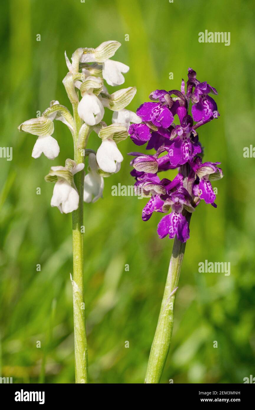 Orchidea alata verde, orchidea venata verde (Orchis morio, Anacamptis morio), infiorescenza violetta e morfo bianco, Germania, Baden-Wuerttemberg Foto Stock