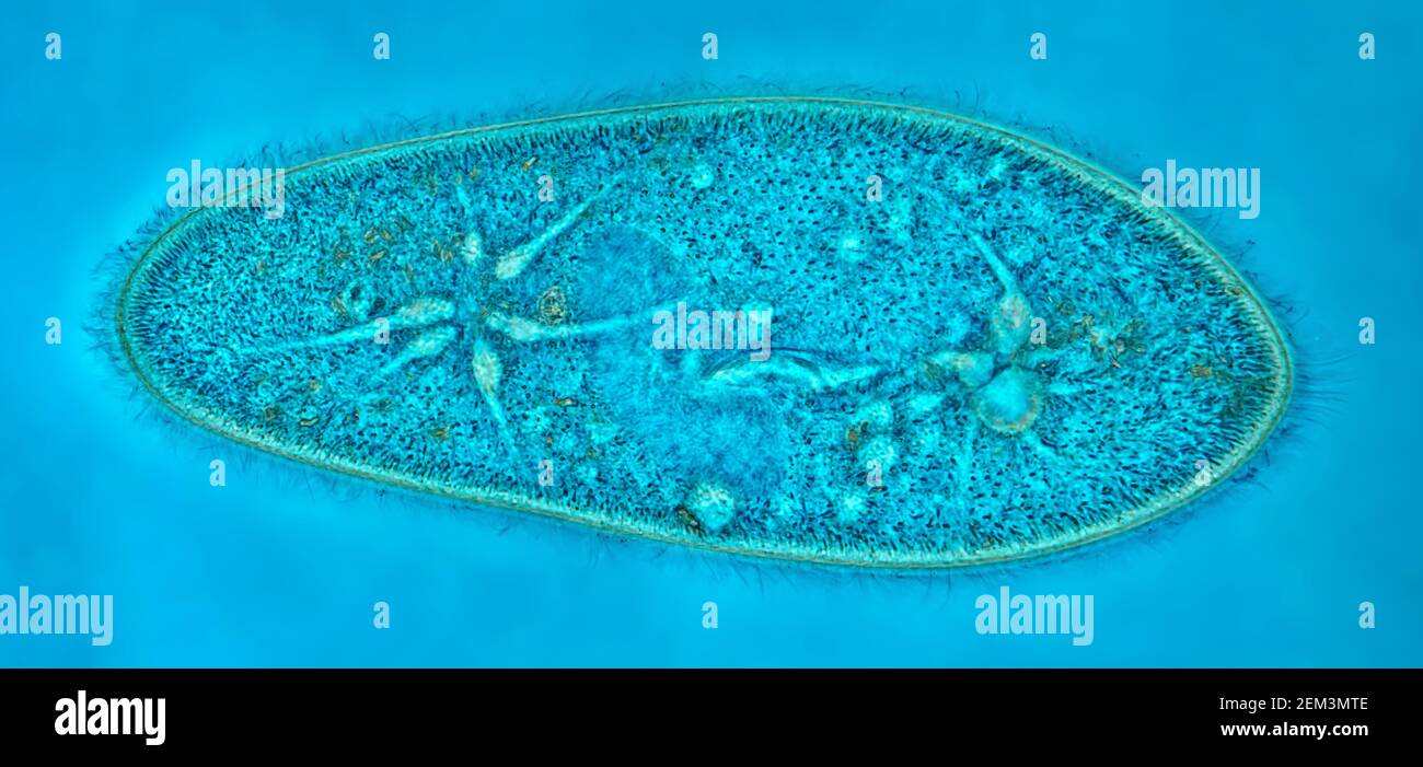 Animalcules Slipper (Paramecium caudium), immagine MRI a contrasto di fase, ingrandimento x120 correlato a 35mm, Germania Foto Stock