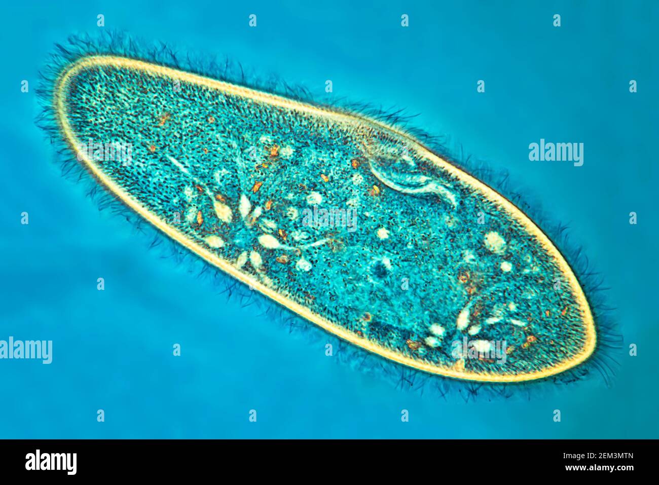 Animalcules Slipper (Paramecium caudium), immagine MRI a contrasto di fase, ingrandimento x100 correlato a 35mm, Germania Foto Stock