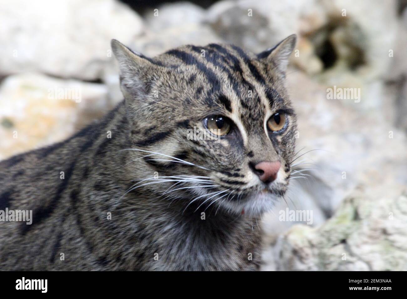 Fischkatze Foto Stock