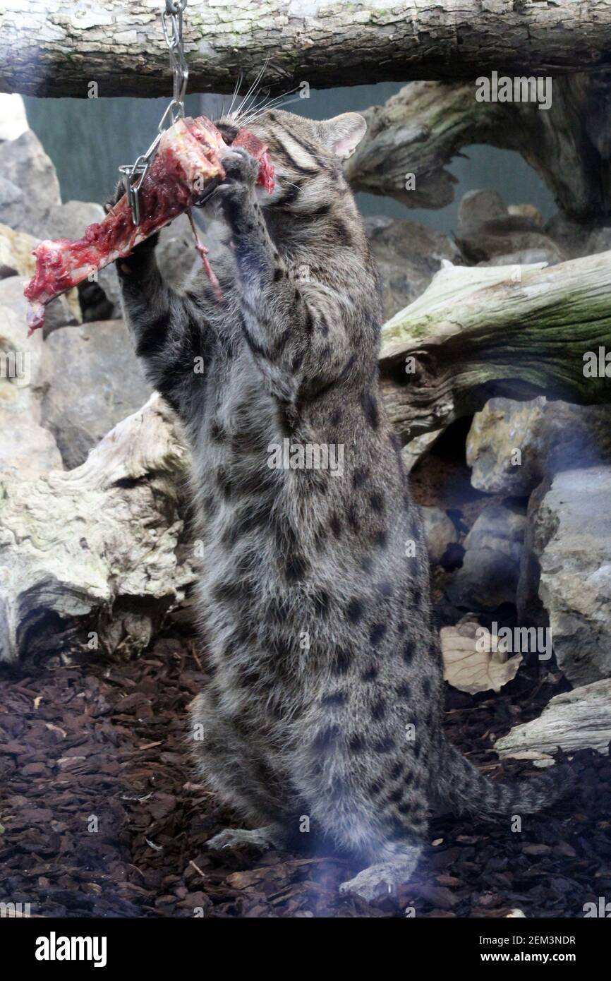 Fischkatze Foto Stock