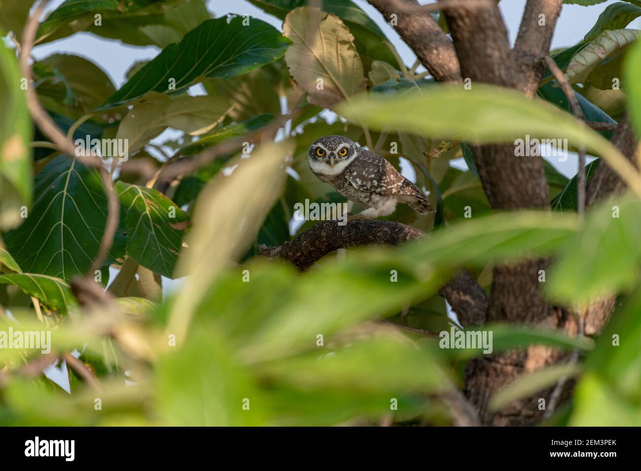 avvistato owlet (Athene brama) curiosamente guardando in macchina fotografica attraverso le foglie di albero con gli occhi giallo brillante. Foto Stock