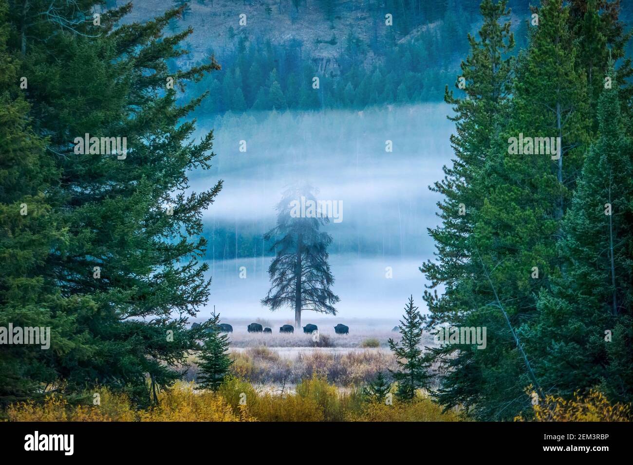 Fuoco selettivo sul centro lontano, mentre il bisonte cammina davanti ad un albero solitario durante una nebbia pesante del mattino presto, nella Valle di Lamar di Yellowstone N.P. Foto Stock