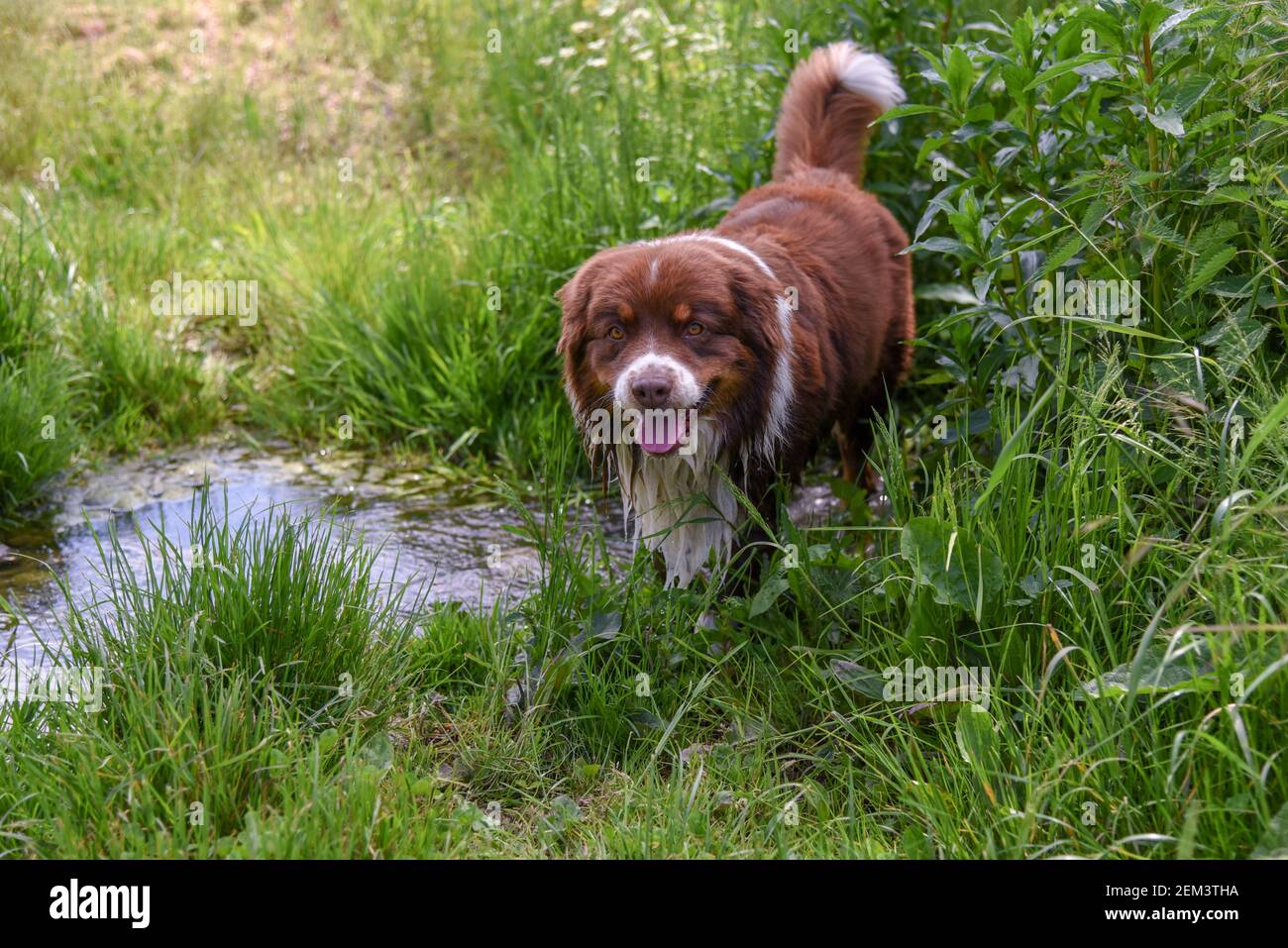 Il cane Shephard va a nuotare in un ruscello di campagna in una calda giornata estiva. Aussie con pelliccia tricolore e occhi d'ambra dorati. Foto Stock