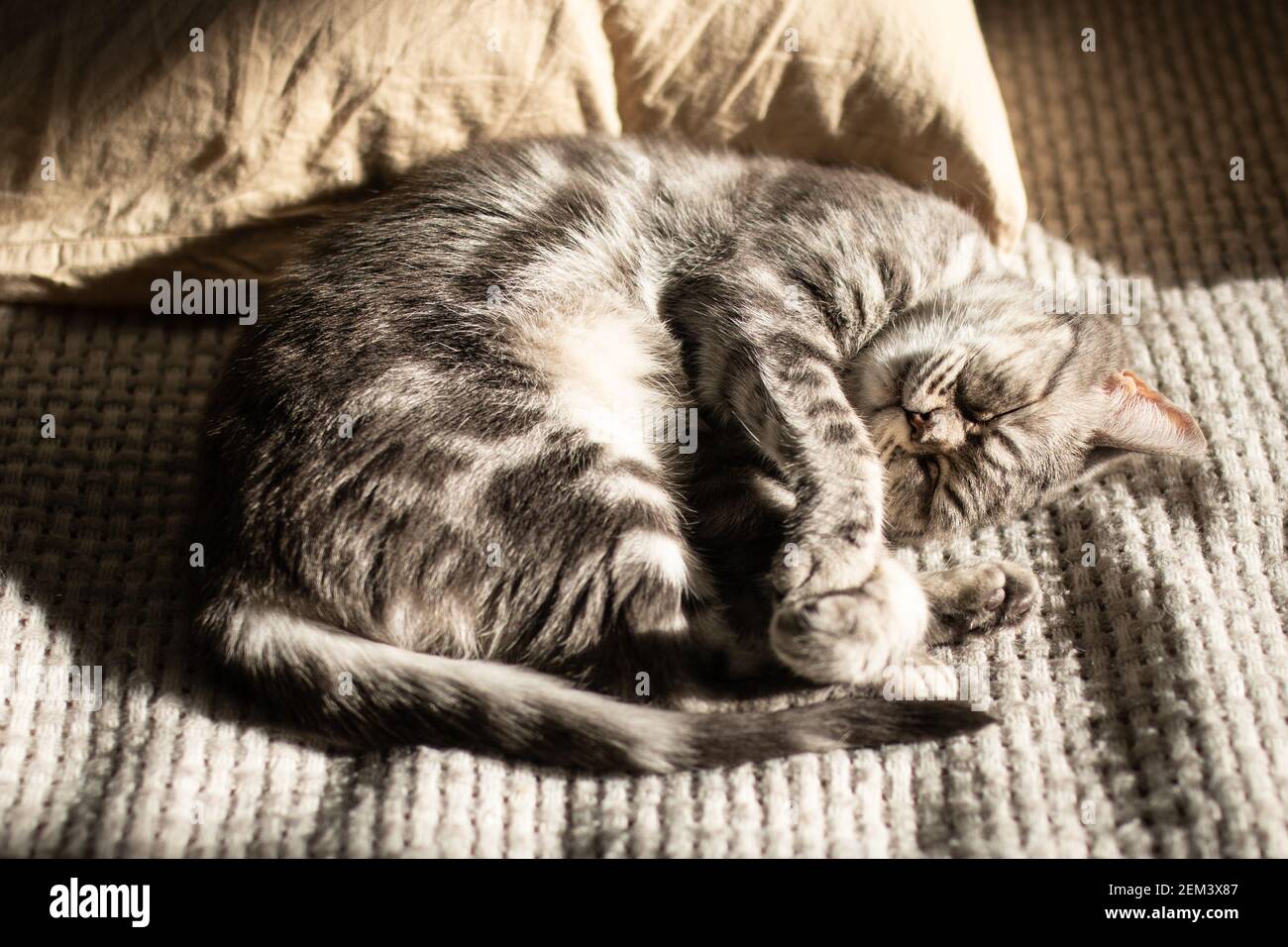 Tabby gatto grigio sdraiato sul letto ai raggi del sole e dormire. Ricreazione. Amore per gli animali domestici Foto Stock