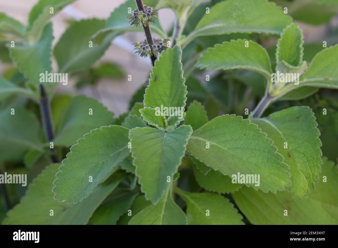 Boldo è una pianta medicinale ampiamente usata come rimedio domestico Foto  stock - Alamy