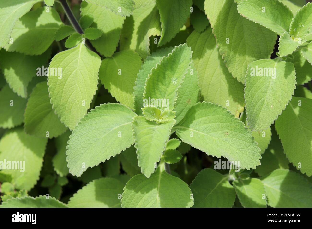 Boldo è una pianta medicinale ampiamente usata come rimedio domestico. Foto Stock