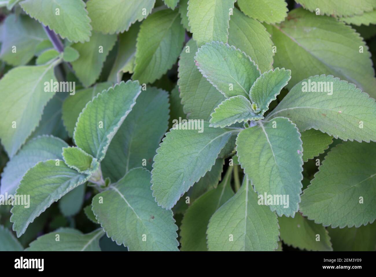 Boldo è una pianta medicinale ampiamente usata come rimedio domestico Foto  stock - Alamy