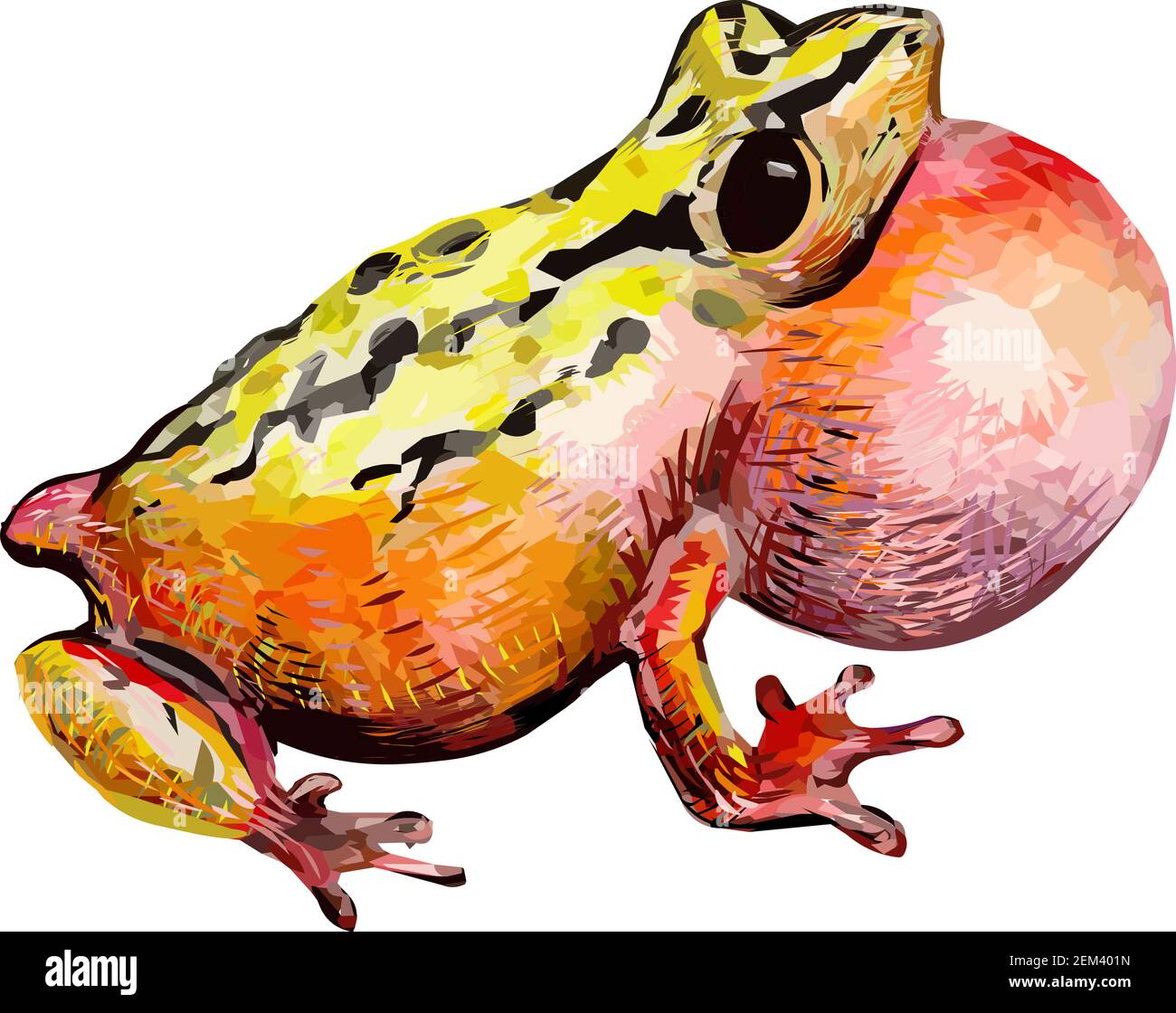 Illustrazione di rana tropicale Illustrazione Vettoriale