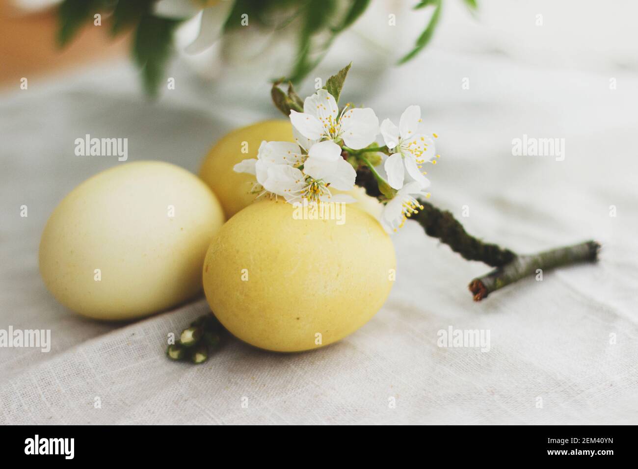 Uova di pasqua moderne con ramo fiorito su fondo rustico di tela di lino con spazio per il testo. Buona Pasqua! Uova tinte naturali di colore giallo su grigio Foto Stock