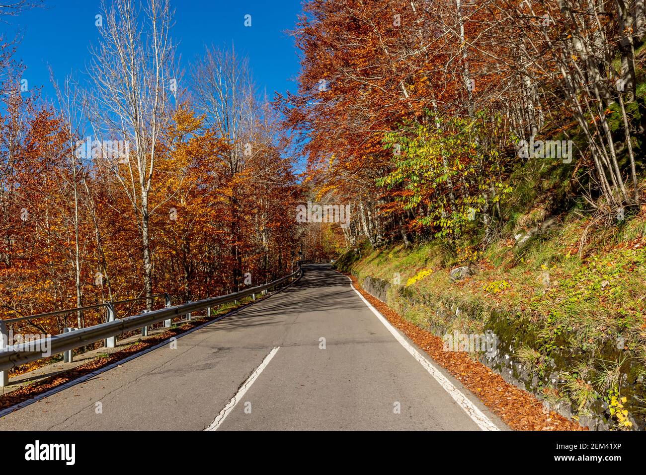 Una strada asfaltata tra splendidi alberi colorati con le tipiche sfumature autunnali, Ponte Sant'Anna, Italia Foto Stock