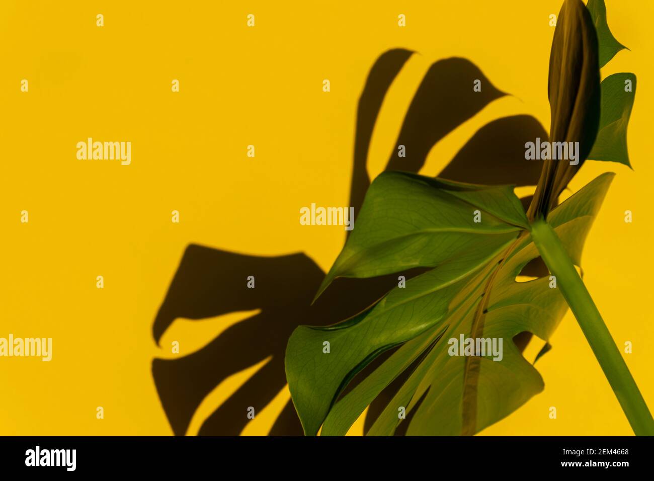 Foglie tropicali Monstera su sfondo giallo. Sfondo tropicale estivo minimo Foto Stock