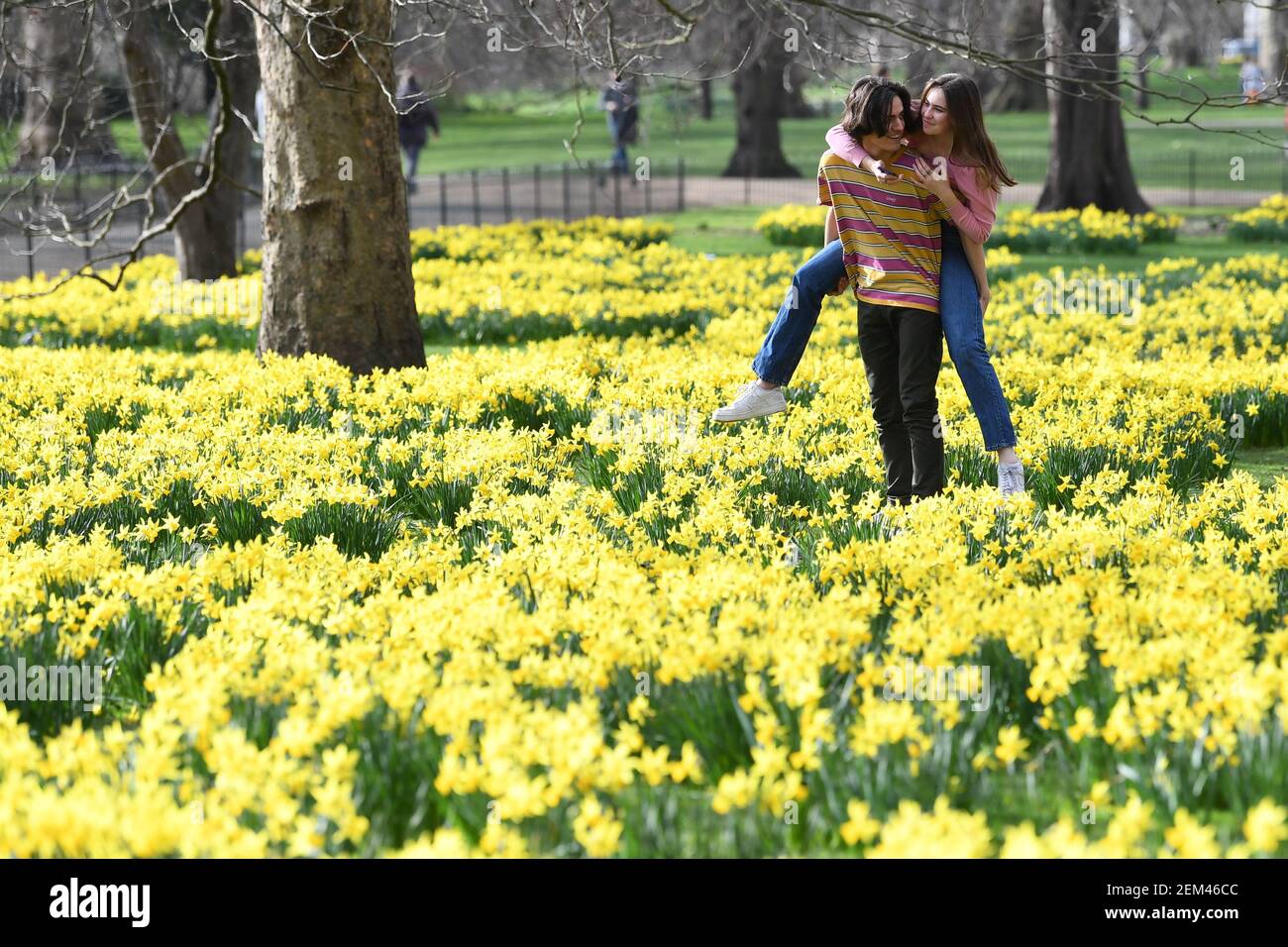 Una coppia tra le narcisi del St James's Park, Londra, con previsioni che prevedono 'i primi segni della primavera' si sentiranno in gran parte del Regno Unito nei prossimi giorni. Data immagine: Mercoledì 24 febbraio 2021. Foto Stock