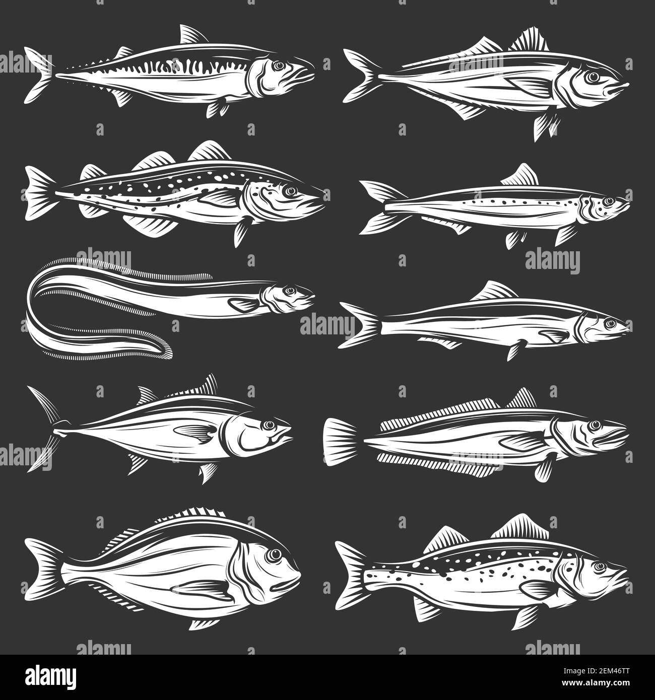 Pesci di mare icone di animali di mare disegno vettoriale. Tonni, salmoni e sgombri, anguille marine, pilchard e acciughe, dorado, nasello e basso, trota, merluzzo e ca Illustrazione Vettoriale