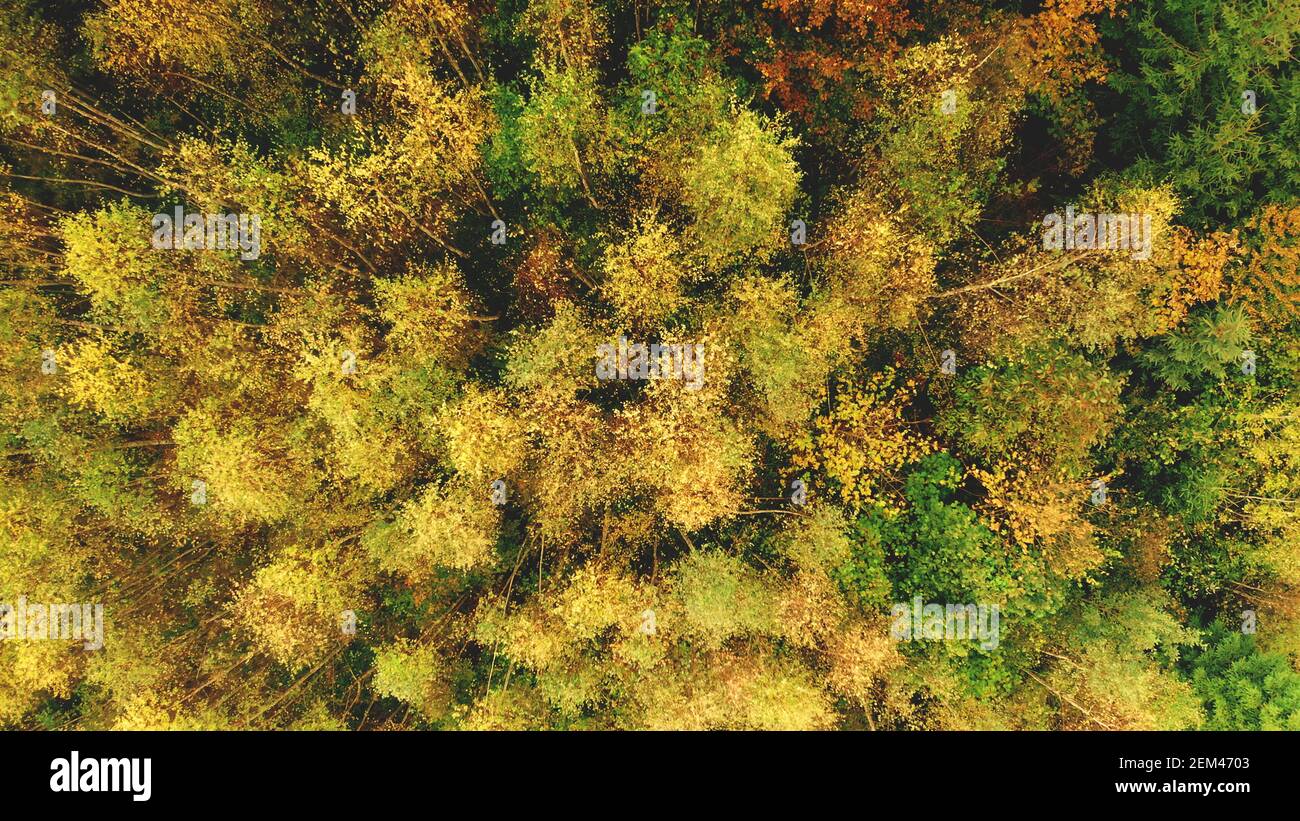In cima al sole aereo colorata foresta di montagna in collina. Nessuno paesaggio naturale in autunno soleggiato giorno. Monte verde, alberi frondosi di giallo. Drone cinematografico girato ai crinali dei Carpazi, Ucraina, Europa. Foto Stock