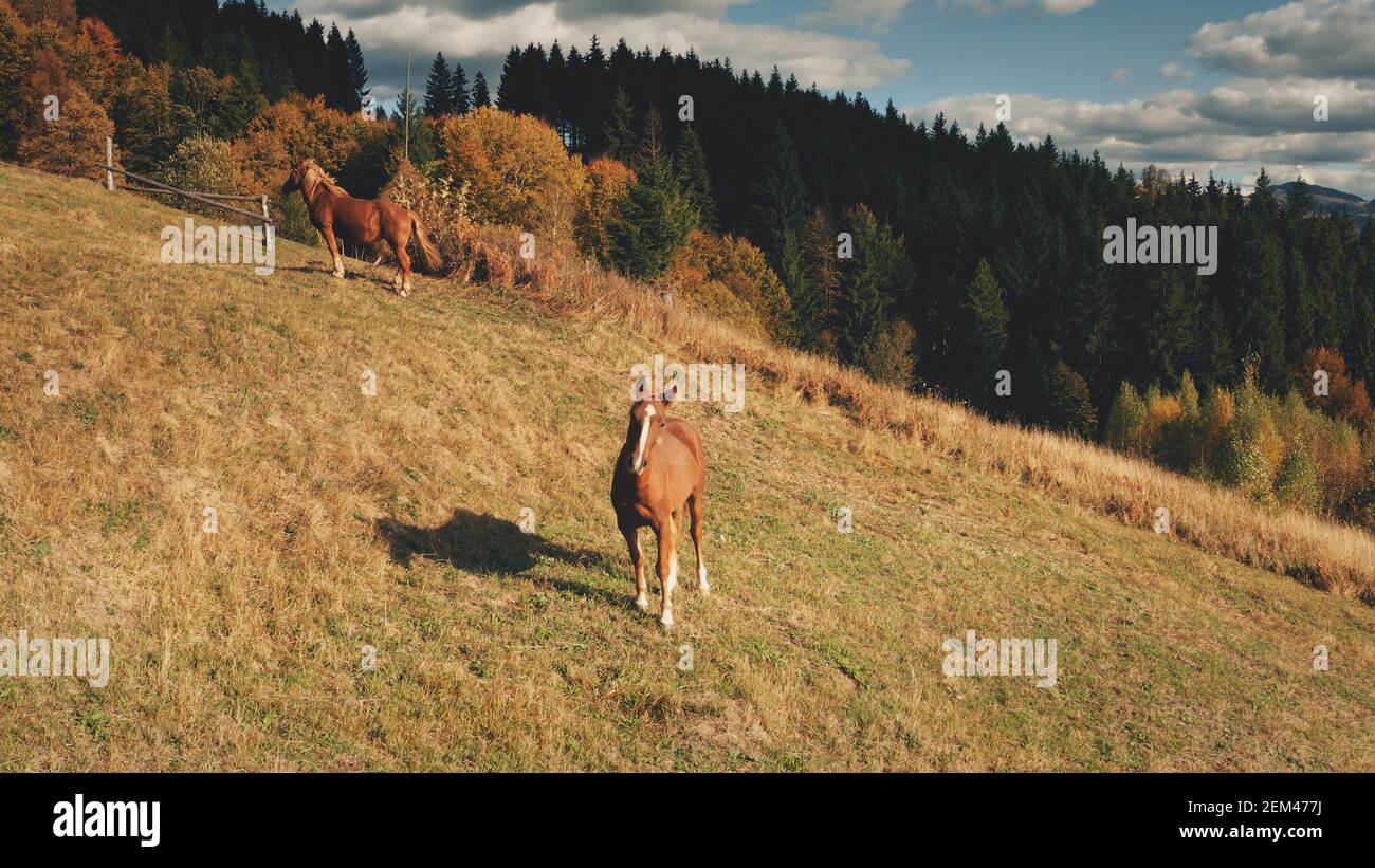 Montagna rurale con animali da fattoria aerea. Paesaggio naturale autunnale. Cavalli in campagna. Terreni agricoli e pascoli. Valle di erba bruciata. Concetto di fauna selvatica. Viaggia verso i monti Carpazi, l'Ucraina, l'Europa Foto Stock