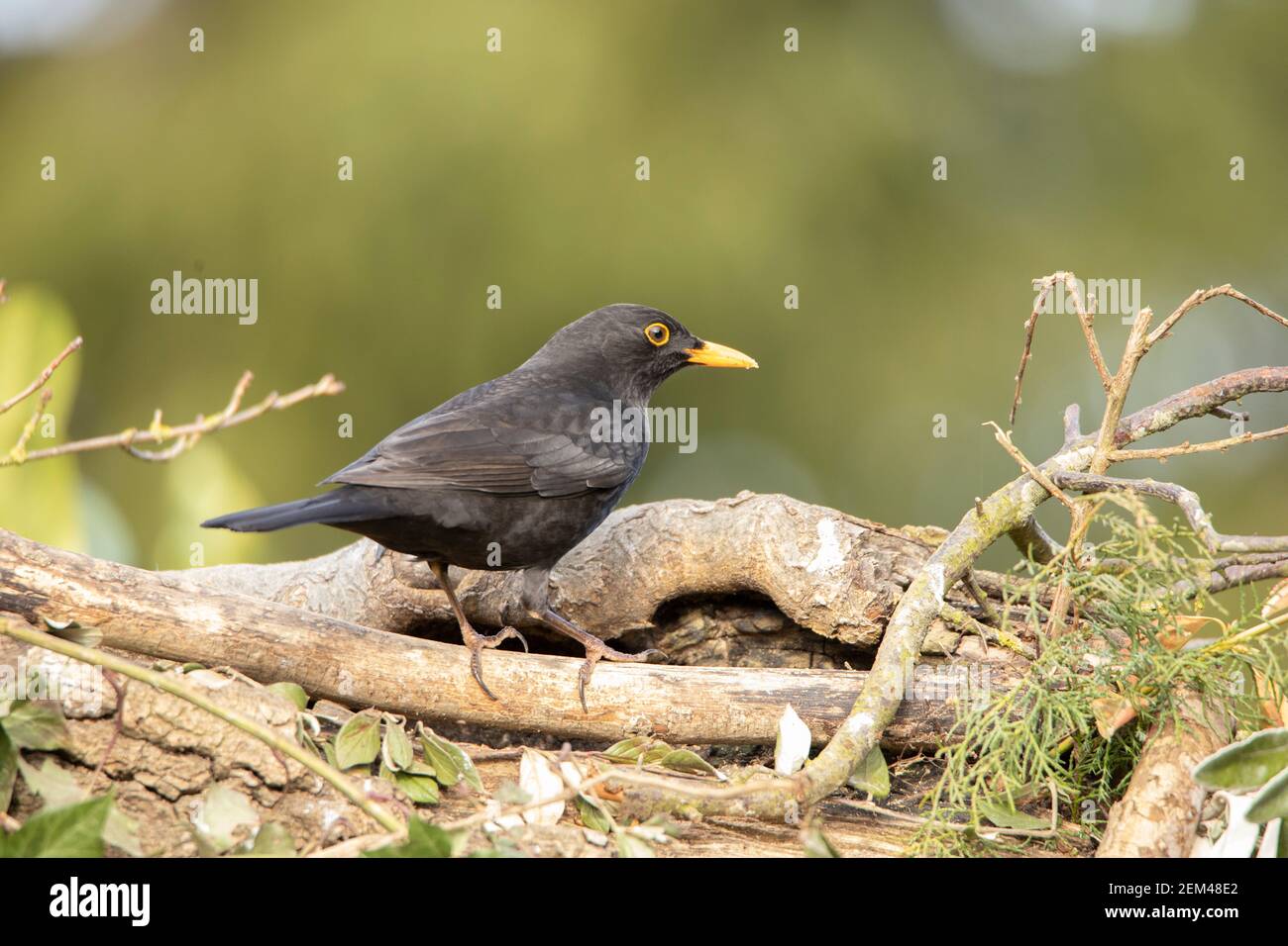 Maschio Blackbird, turdus, Trdus merula, arroccato su un ramo in un giardino britannico, inverno 2021 Foto Stock